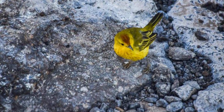 Galapagos Yellow Warbler, Darwins Yellow Finch