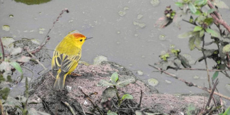 Galapagos Yellow Warbler, Darwins Yellow Finch