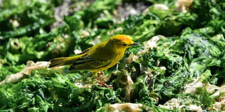 Galalpagos Yellow Warbler