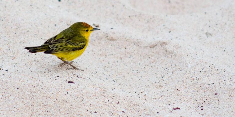 Galapagos Yellow Warbler, Darwins Yellow Finch