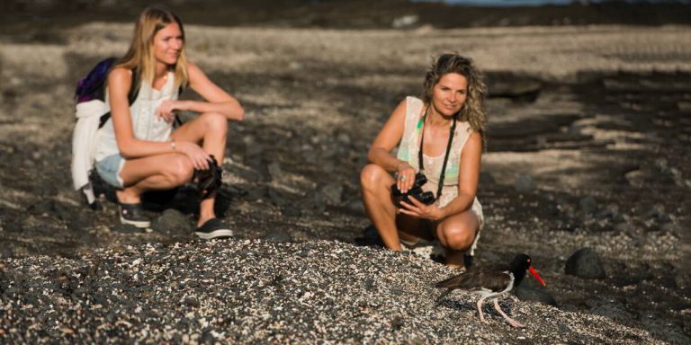 Fearless American Oystercatcher, Galapagos Islands - Ecuador