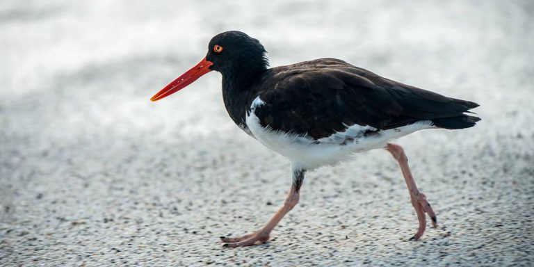 American Oystercatcher walking in Galapagos