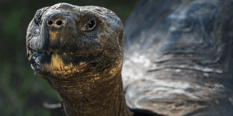 Galapagos Giant Tortoise Wild (Geochelone nigrita) Highlands El Chato Ranch, Santa Cruz Island Galapagos Ecuador, South America