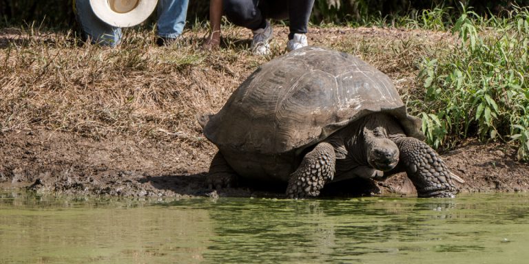 Giant Tortoise walking to te lake