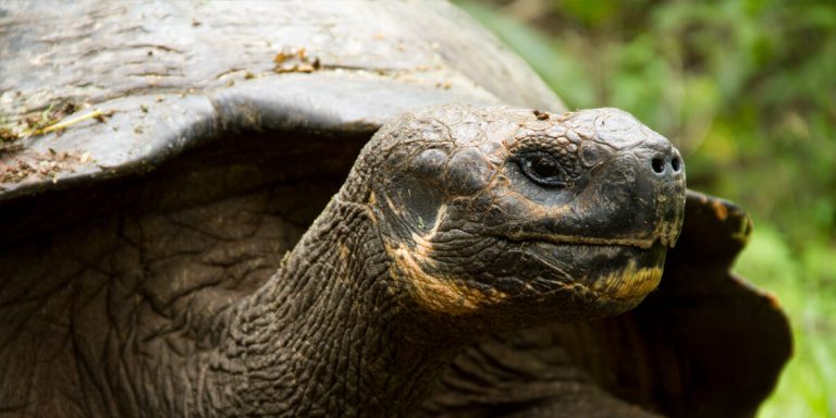 Galapagos Giant Tortoise (geochelone nigrita) El Chato Ranch Santa Cruz