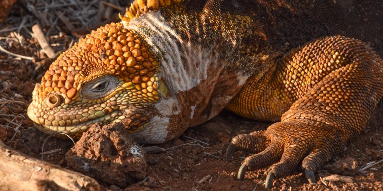 Land Iguana Galapagos Ecuador