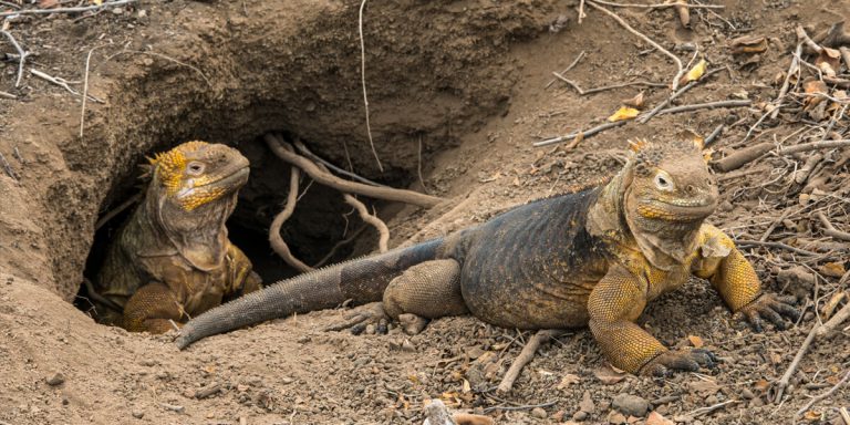 Land Iguanas at nest hole in Galapagos Islands