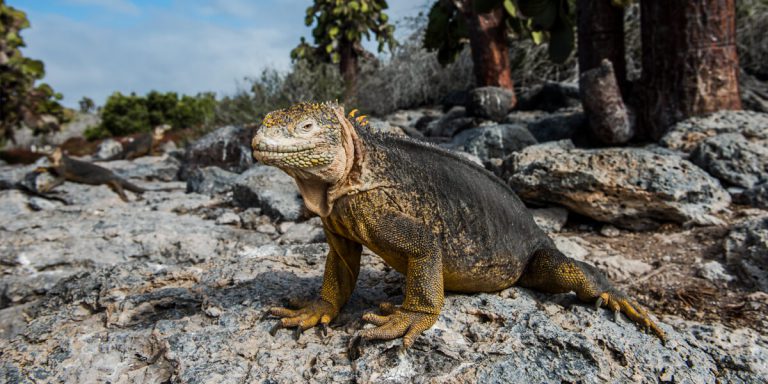 Land Iguana in Galapagos Islands