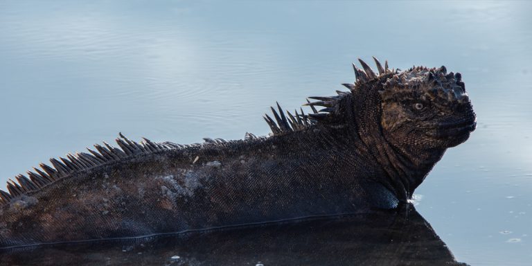 Marine Iguana swimming in Fernandina Island Galapagos - Ecuador