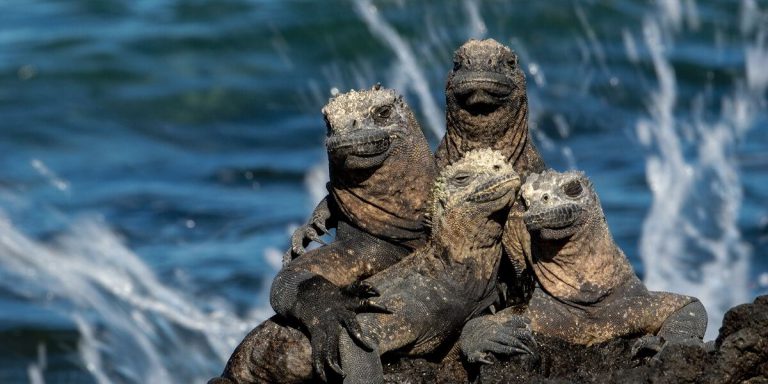 Marine Iguanas in Galapagos Island Pacific Ocean