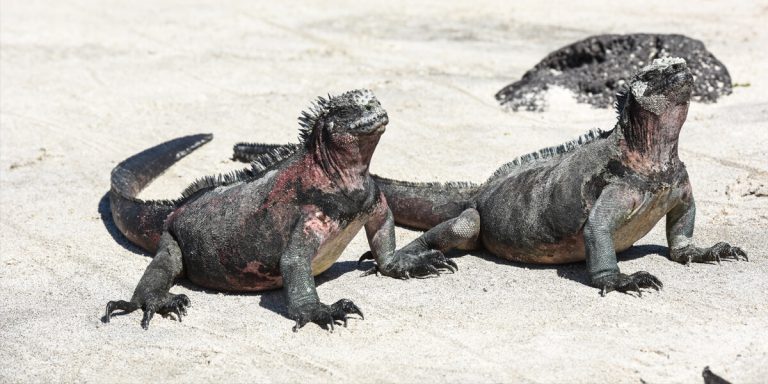 Marine Iguana Galapagos Islands - Ecuador