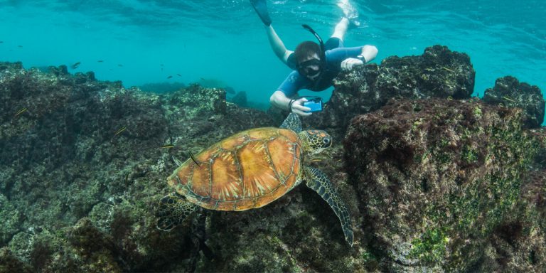 Galapagos Green Turtle Feeding in Sullivan Bay Santiago