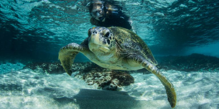 Snorkeler with sea Turtle in Sullivan Bay, Galapagos