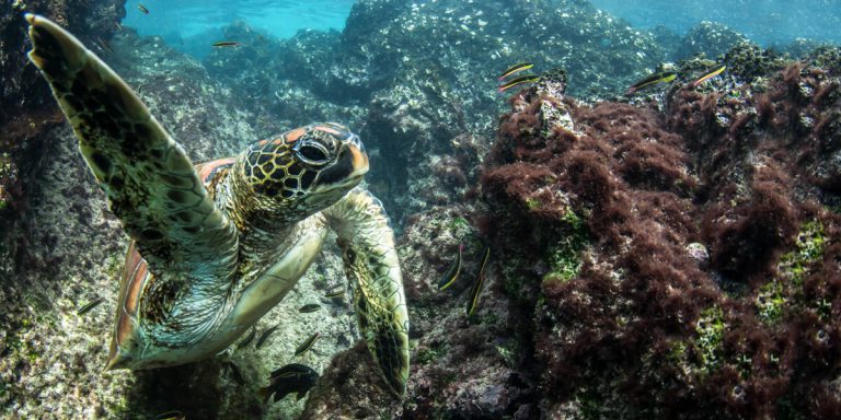 Sea Turtle Galapagos Islands