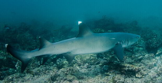 Shark Galapagos Islands - Ecuador