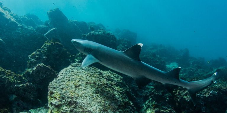 Shark at the Galapagos Islands