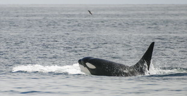 Whale Galapagos Islands - Ecuador