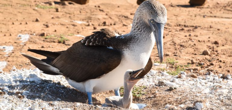 Galapagos - Ecuador Blue Footed Booby with her baby