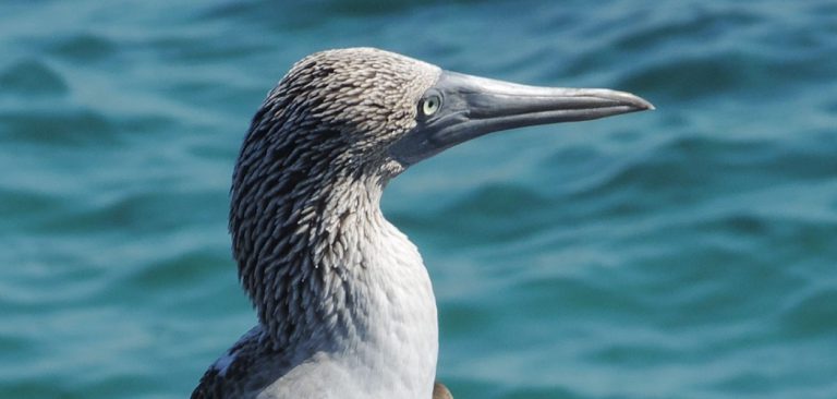 Galapagos Blue Footed Booby in the Pacific Ocean