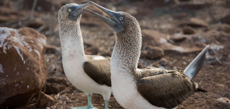 Galapagos Blue Footed Booby