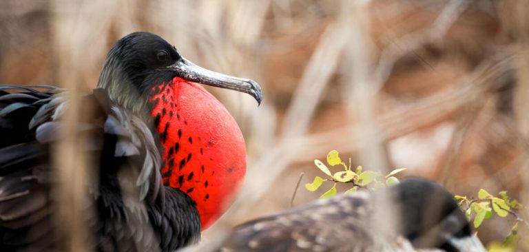 Frigatebird in Galapagos Islands