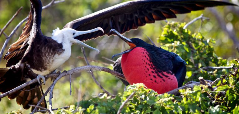 Frigatebird in Galapagos Islands