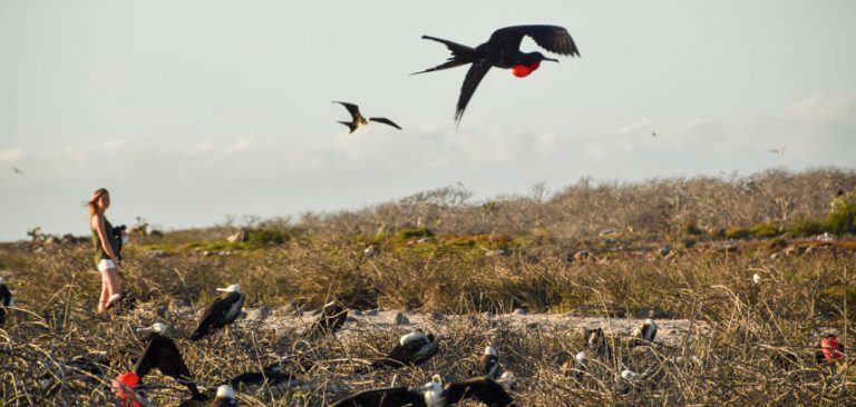 Frigatebird in Galapagos Islands