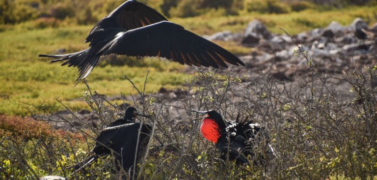 Frigatebird in Galapagos Islands