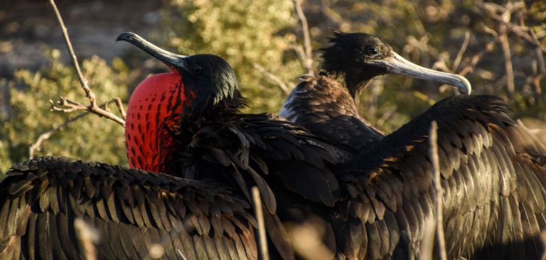 Frigatebird in Galapagos Islands