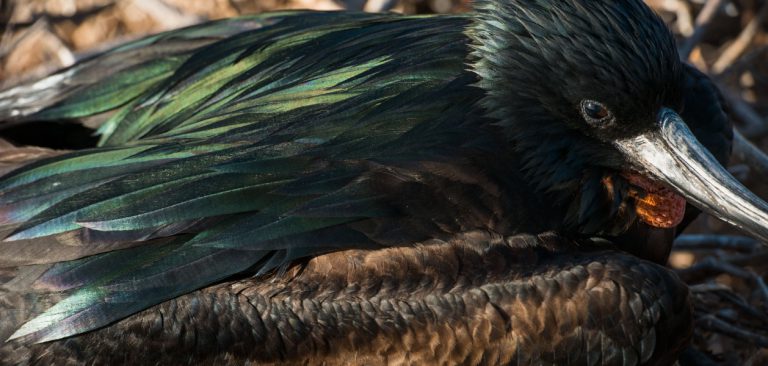 Frigatebird in Galapagos Islands