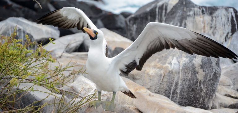 Masked Booby, Galapagos - Ecuador