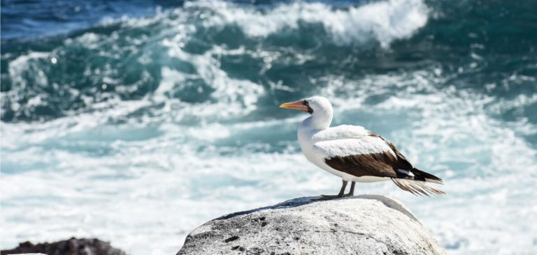 Galapagos Masked Booby standing in a rock