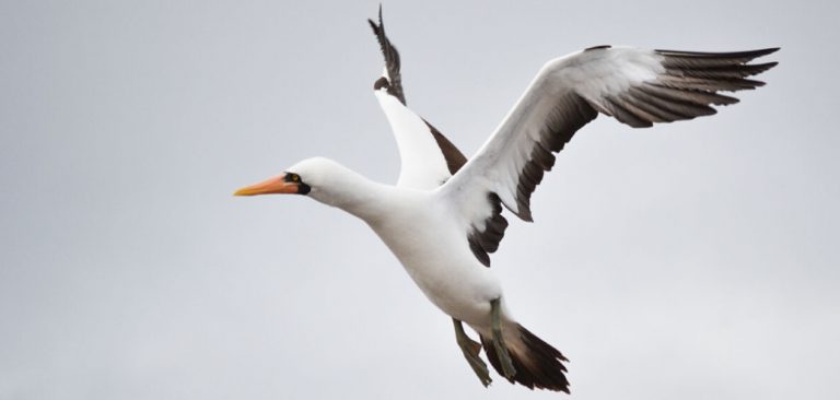 Masked Booby in flight, Galapagos - Ecuador