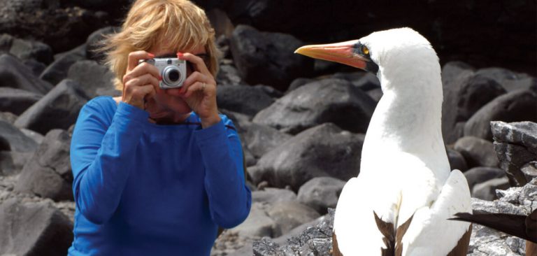 Tourist taking a photo to a Masked Booby in Galapagos