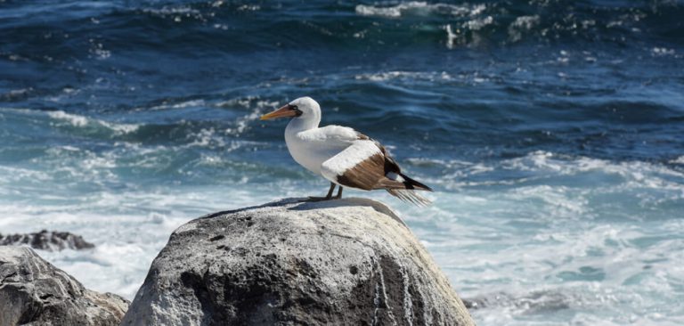 Masked Booby. Galapagos - Ecuador