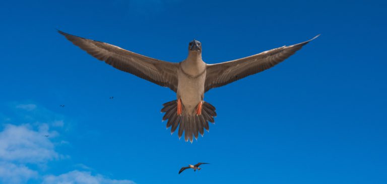 Galapagos Islands Red-Footed Booby (Sula granti) in flight