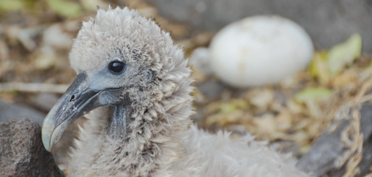 Baby Galapagos Albatross in Española Island