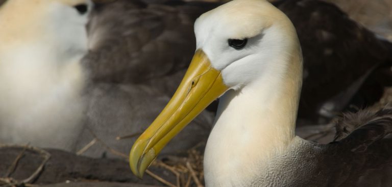 Waved Albatross in the Galapagos Islands