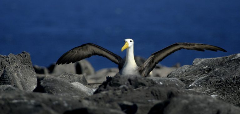 Galapagos Albatross flying in Española Island