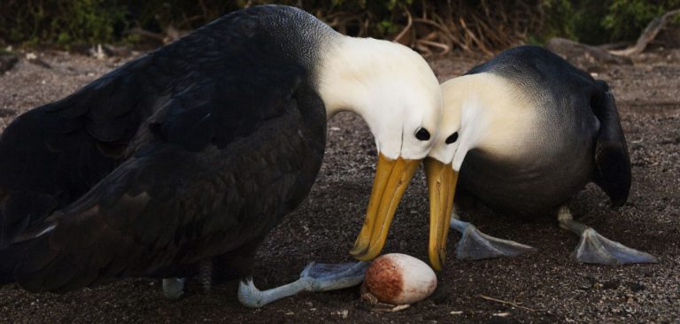 Waved Galapagos Albatross couple