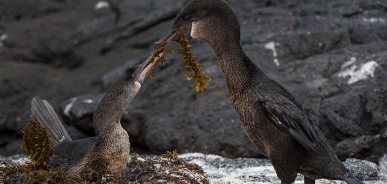 Flightless Cormorant couple nesting in the Galapagos Islands