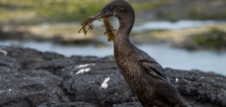 Flightless Cormorant in the Galapagos Islands with nesting material in beak