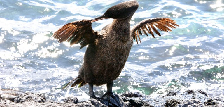 Flightless cormorant settling on its nest at Punta Espinoza on Fernandina Island in Galapagos