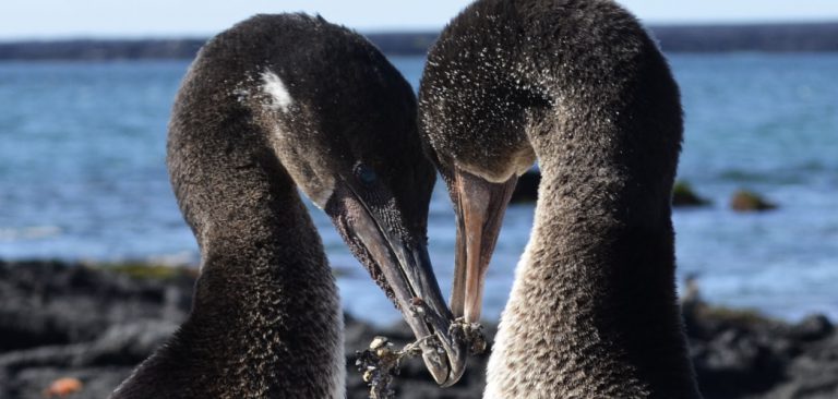 Galapagos flightless cormorant couple in courtship display