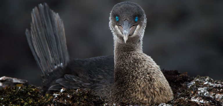 Flightless cormorant settling on its nest at Punta Espinoza on Fernandina Island in Galapagos