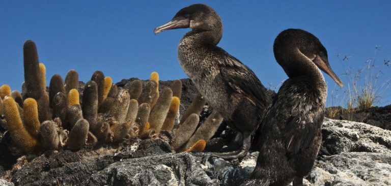 Galapagos Flightless Cormorant resting