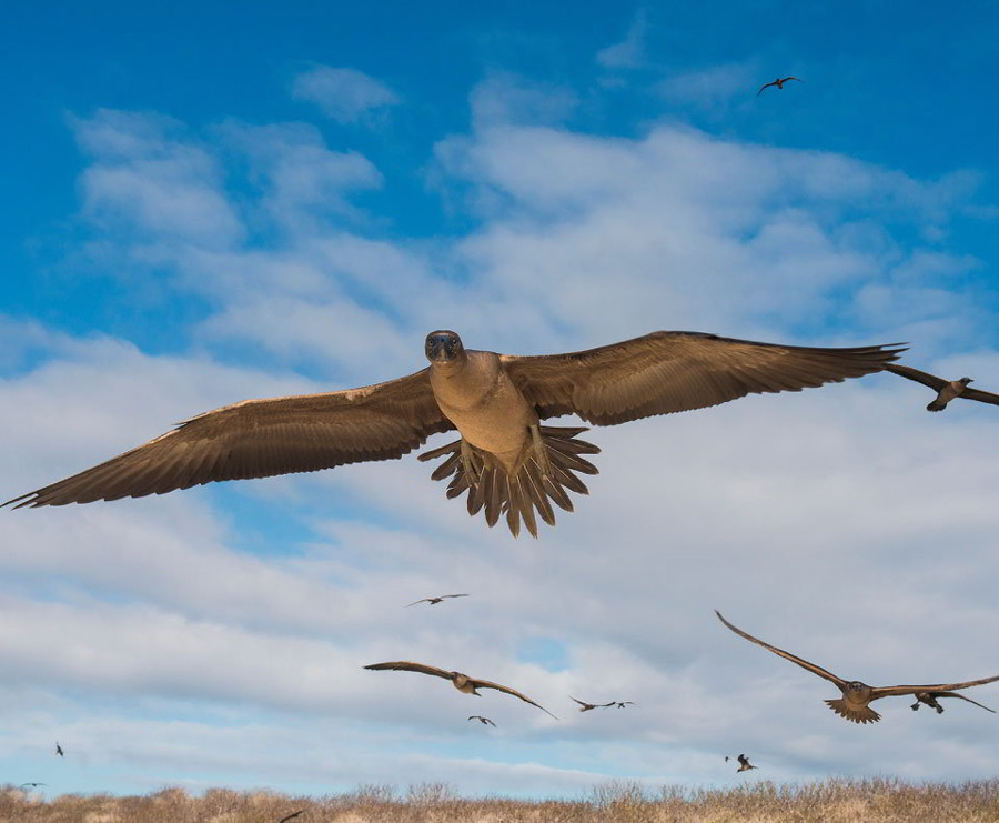 Juvenile red footed bobbies flying over Genovesa island