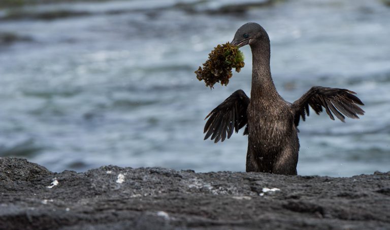 Charles Darwin & the Galapagos Islands