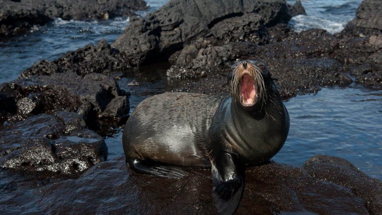 Fur Seal