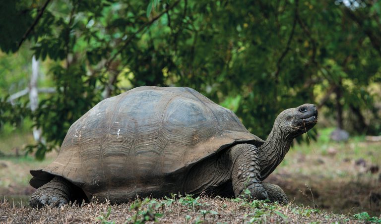 Giant Tortoise – Lonesome George